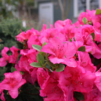 Perfecto Mundo Azalea Pink Shrub