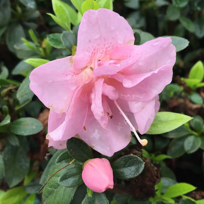 Perfecto Mundo Azalea Pink Shrub