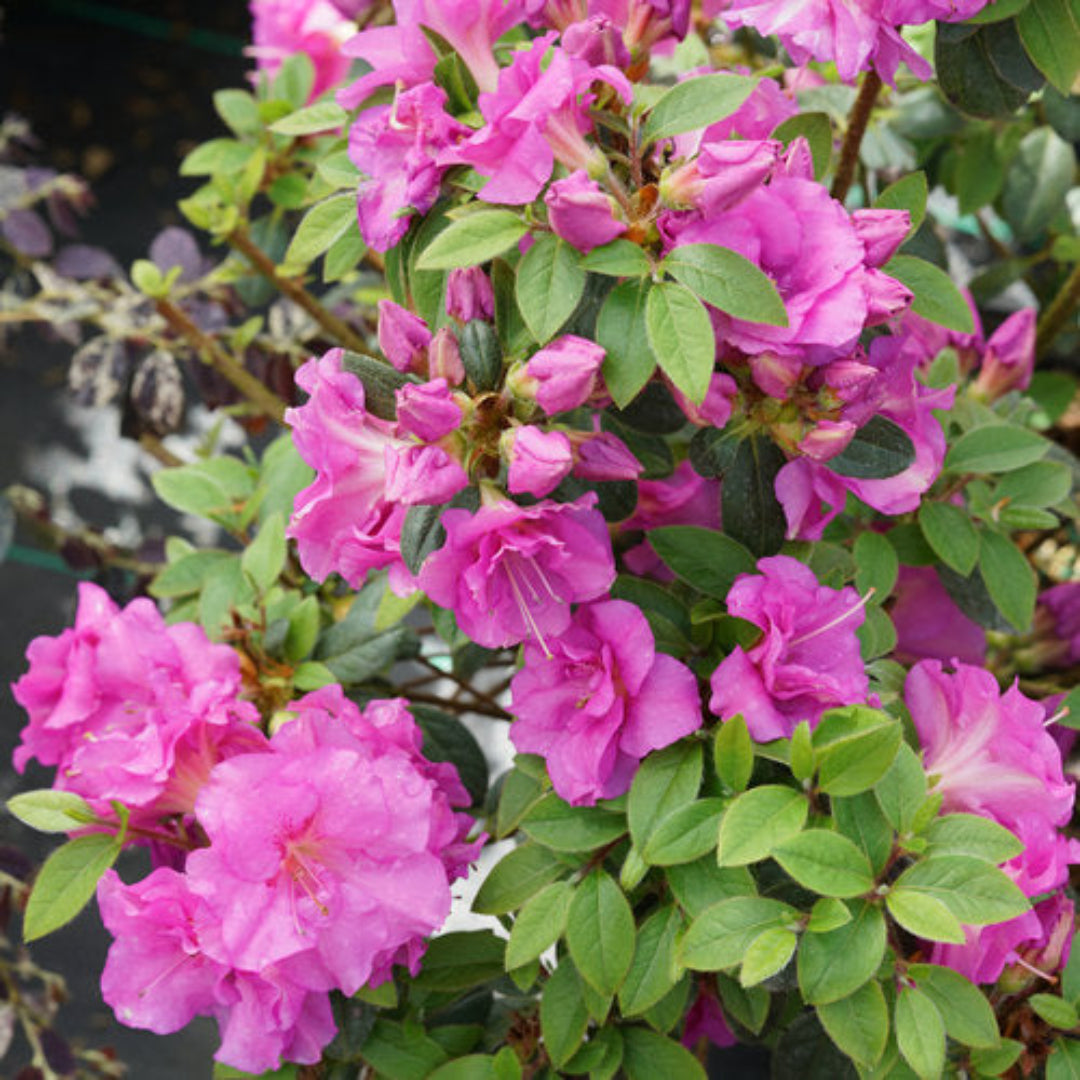 Perfecto Mundo Double Purple Reblooming Azalea