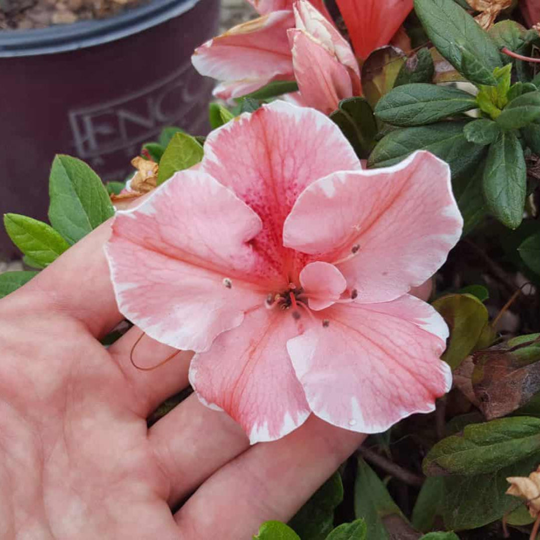 Azalea Encore Autumn Sunburst