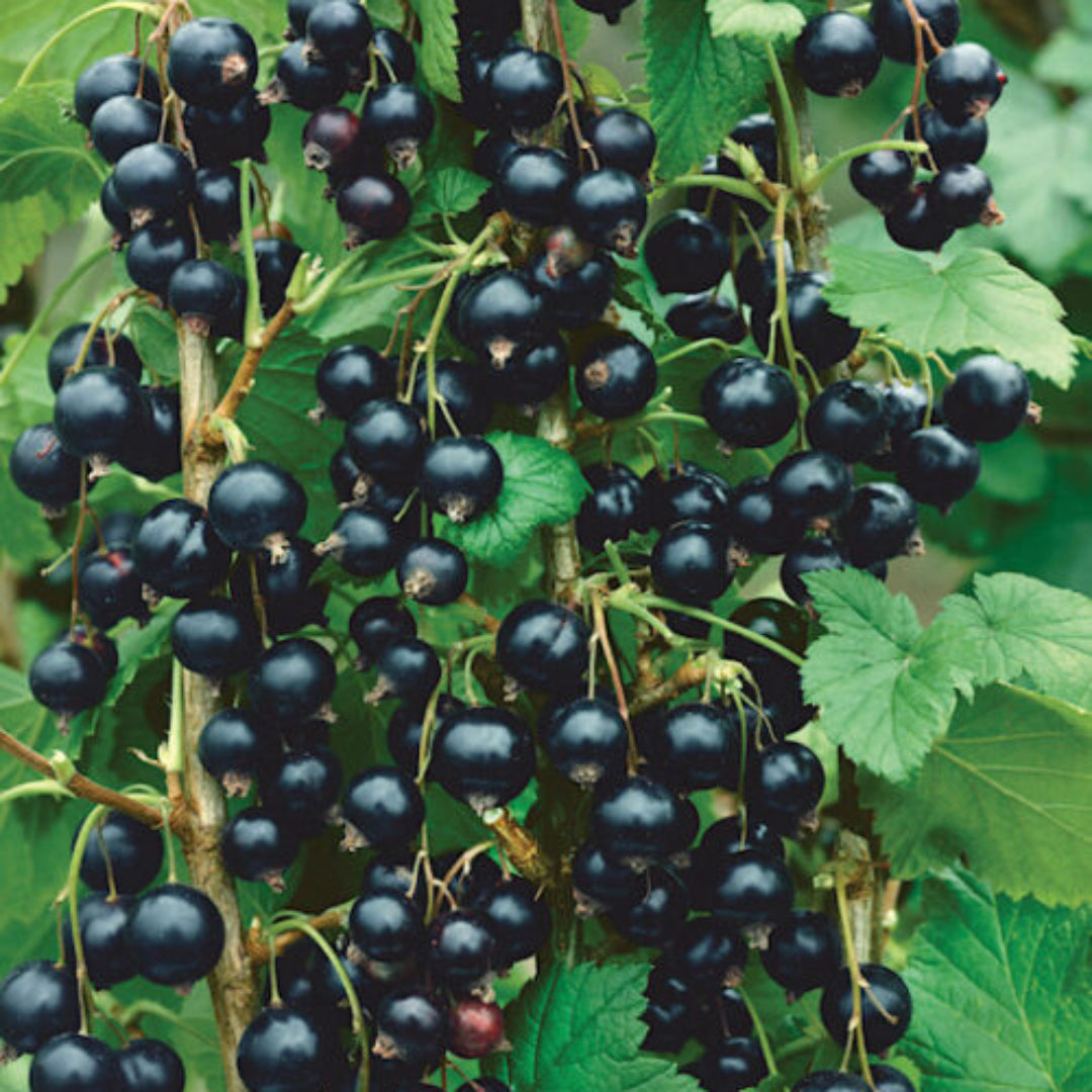 Consort Black Currant