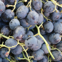 Ribier grape variety fruit bunch