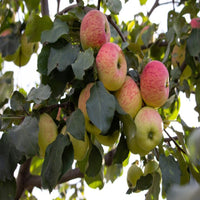 Anna Apple Trees