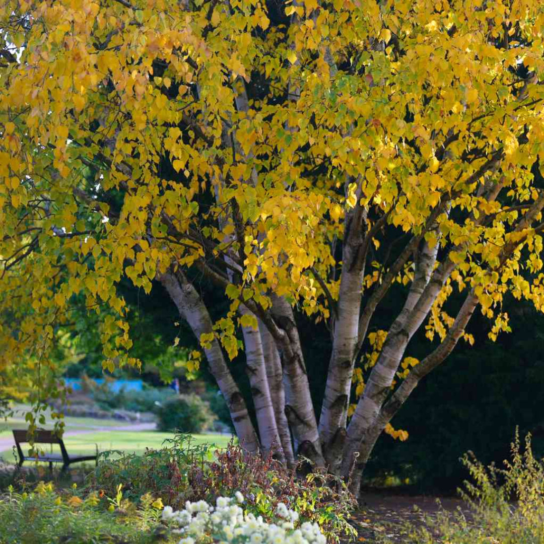 Heritage River Birch