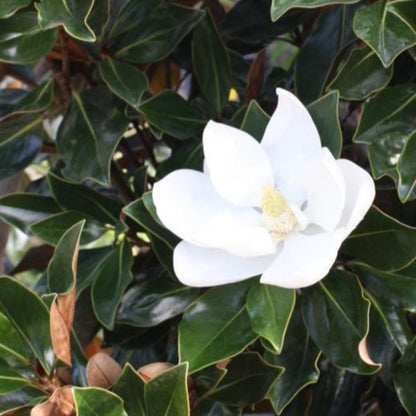 Magnolia Brittany Tree Huge White Flowers