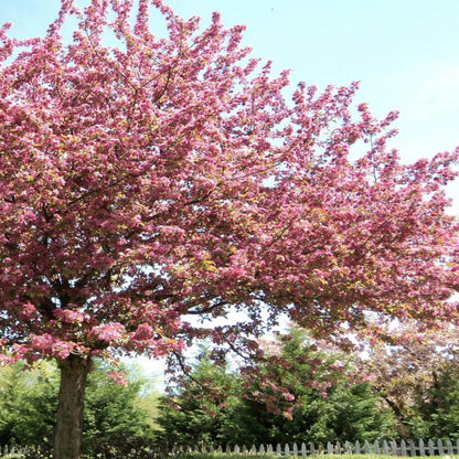 Robinson Crabapple