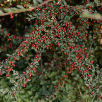 Cotoneaster Repandens