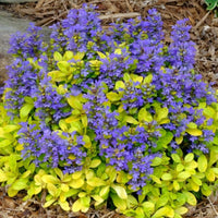Ajuga Feathered Friends 'Tropical Toucan'
