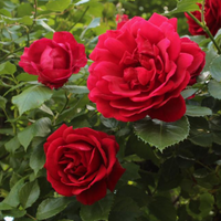 Brindabella Red Empress Rose