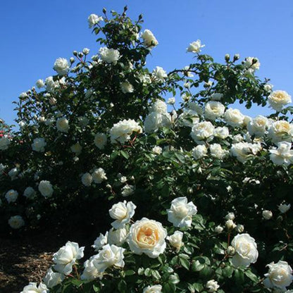 Cloud Ten Climbing White Rose