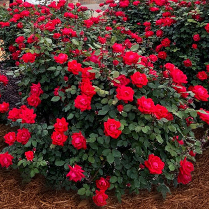 Compact Knock Out Rose Bush for Garden Borders