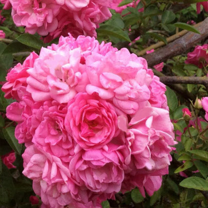Peggy Martin Rose Shrub