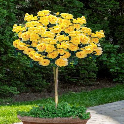 Gilden Sun Tree Form Rose