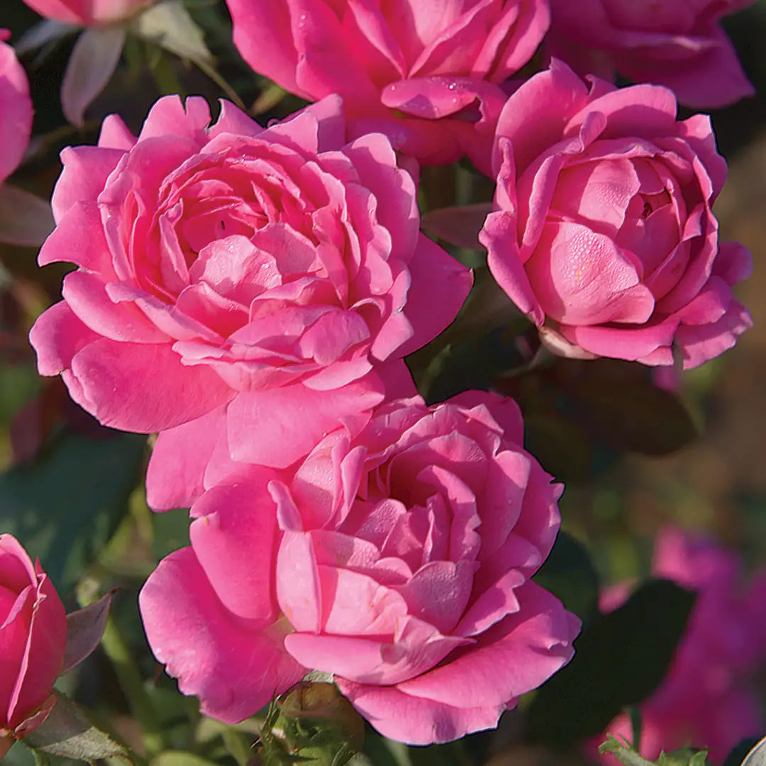 Double Pink Knock Out Rose plant growing in garden