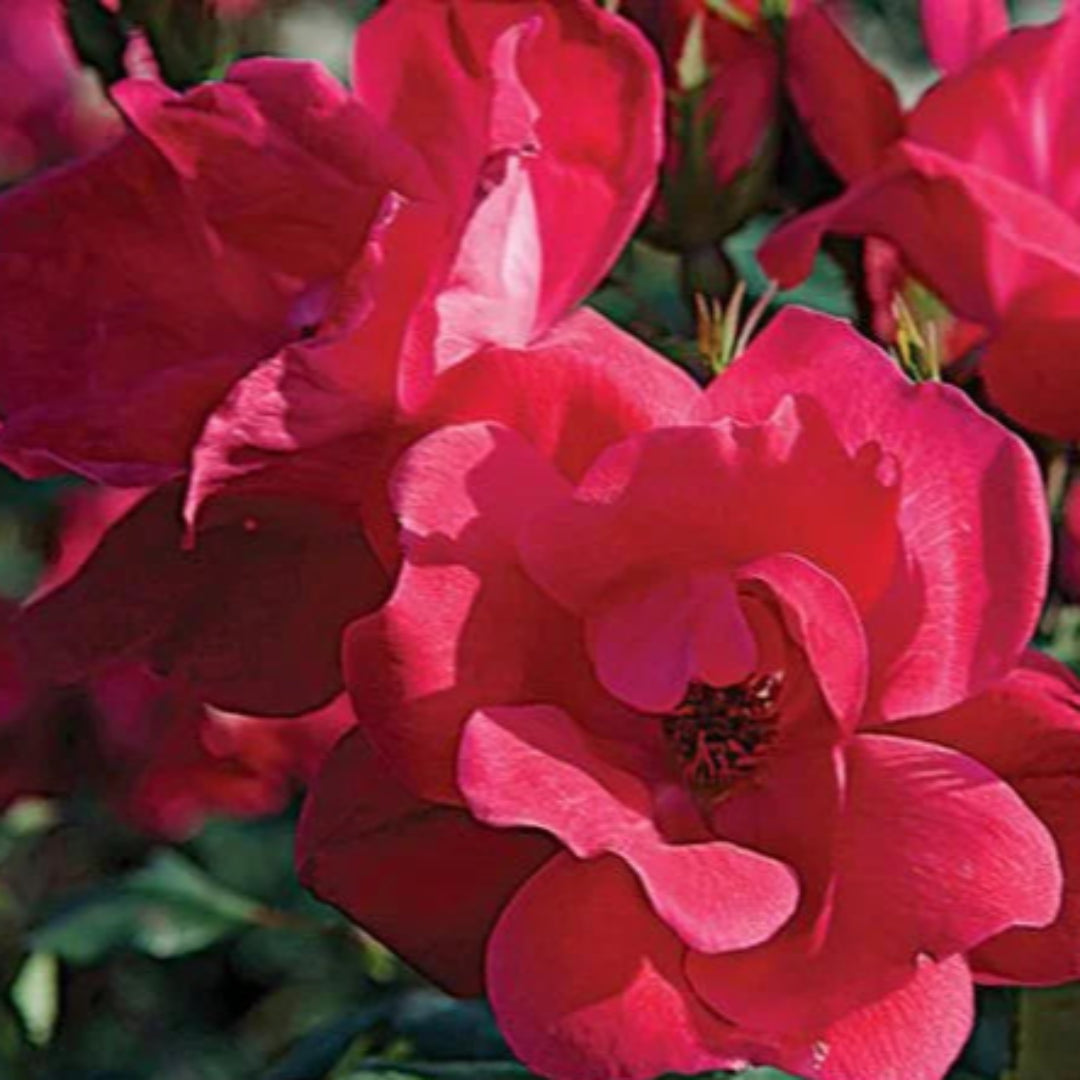 Double Knock Out Red Rose Close-Up Flowers