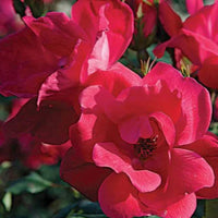 Double Knock Out Red Rose Close-Up Flowers