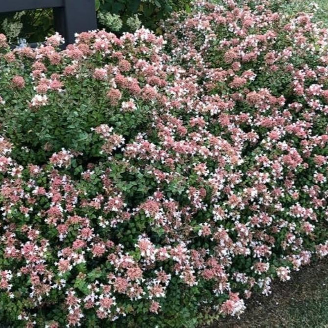 Abelia Rose Creek