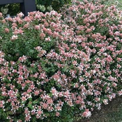 Abelia Rose Creek