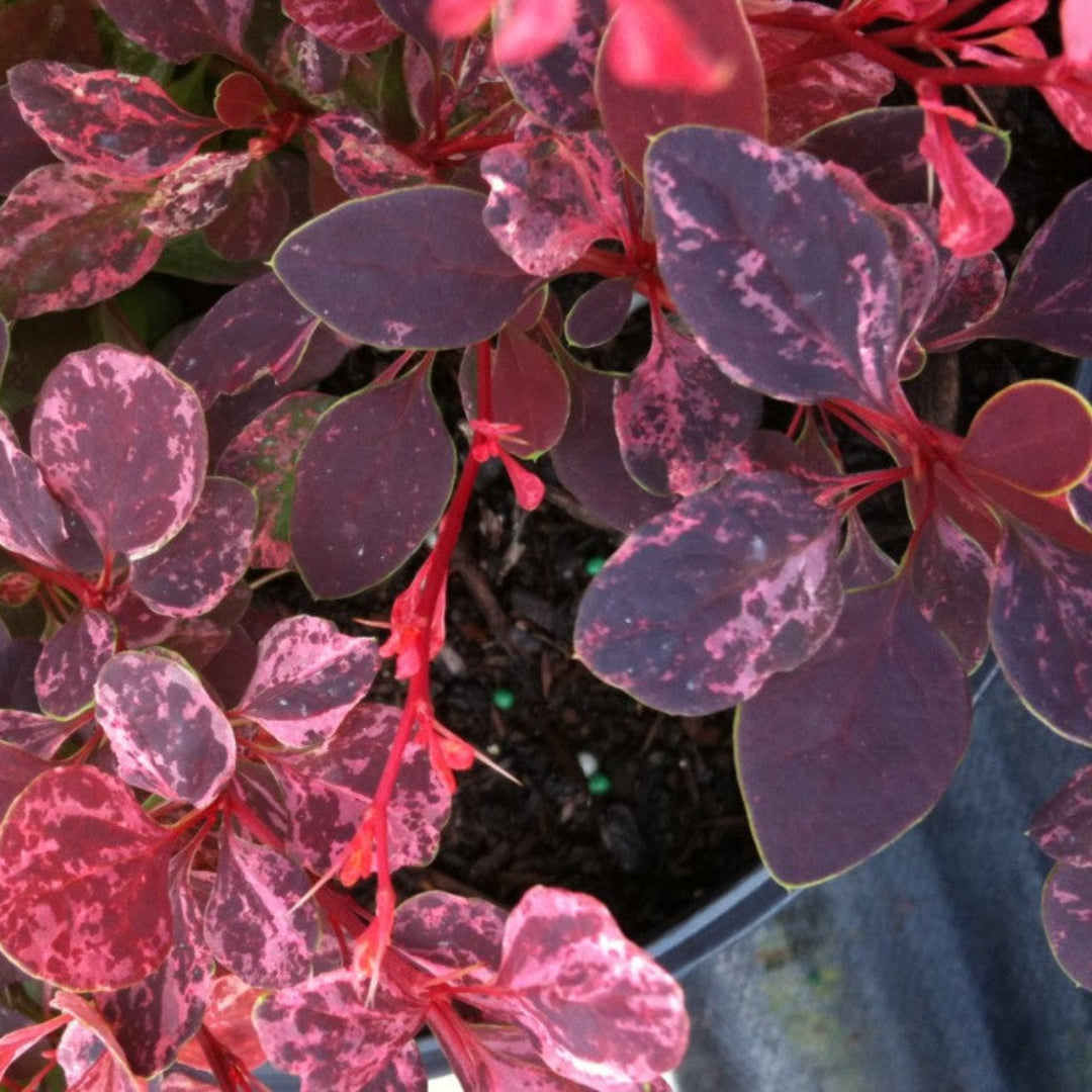 Rosy-Glow Barberry