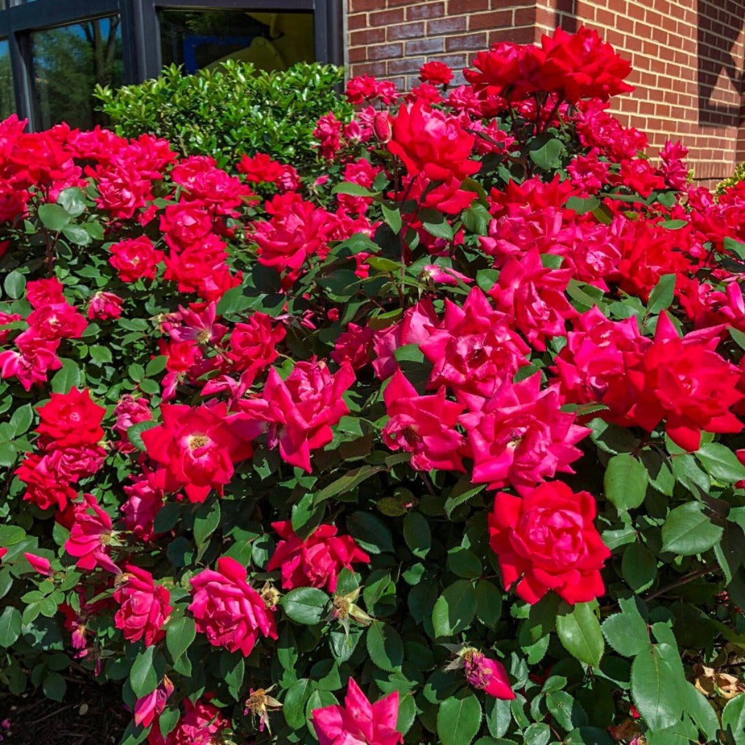Bush of red and pink flowers in front of a brick building
