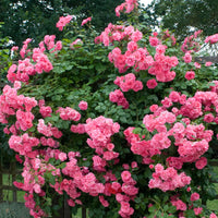 Zephirine Drouhin Rose