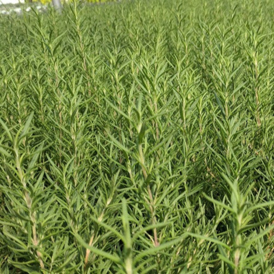 Rosmarinus officinalis &