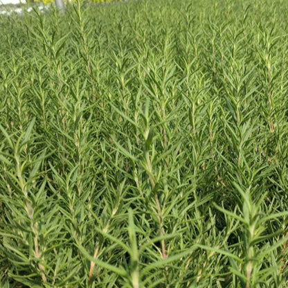 Rosmarinus officinalis &