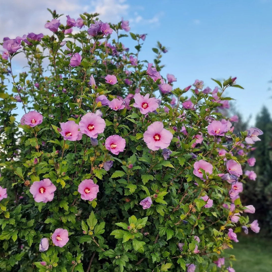 Althea Single Pink with Red Throat Tree
