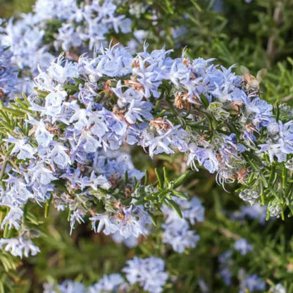 Rosmarinus officinalis &