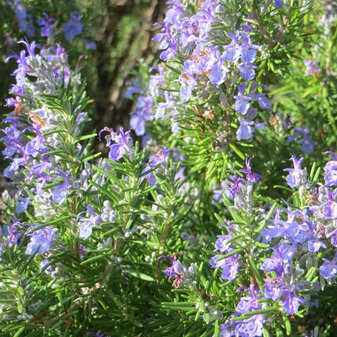 Rosmarinus officinalis &