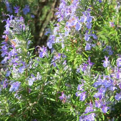 Rosmarinus officinalis &