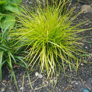 Carex oshimensis Evercolor 'Everillo'