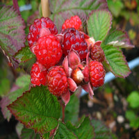Dorman Red Raspberry