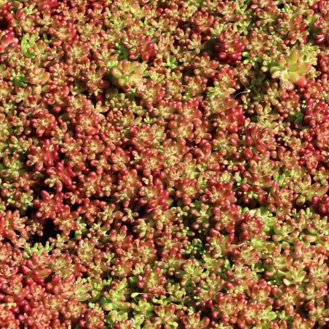 Sedum Album &