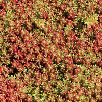Sedum Album 'Coral Carpet' - [EG]