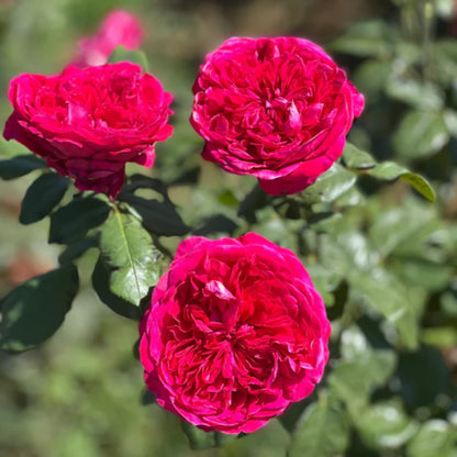 Rouge Royale Rose