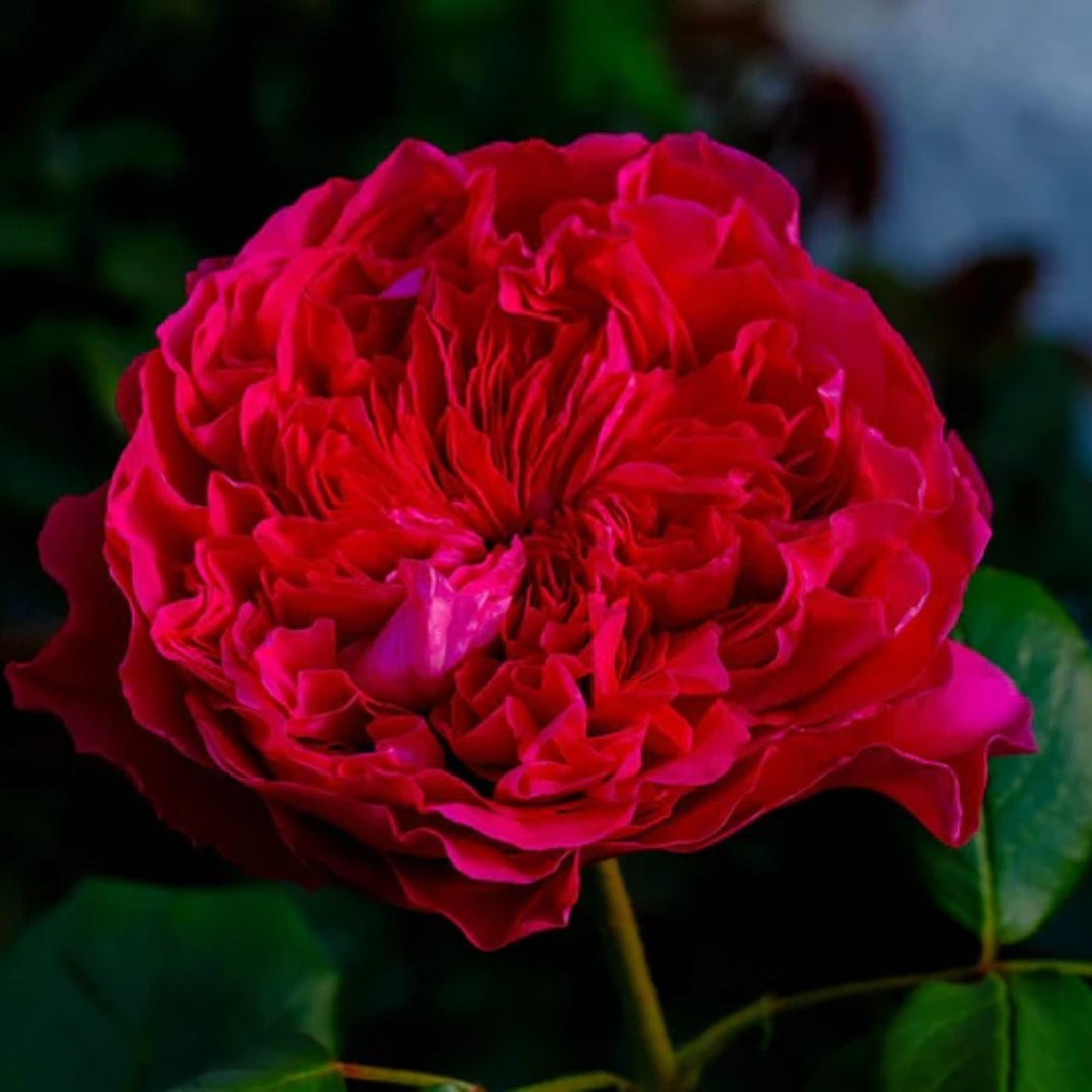 Rouge Royale Rose
