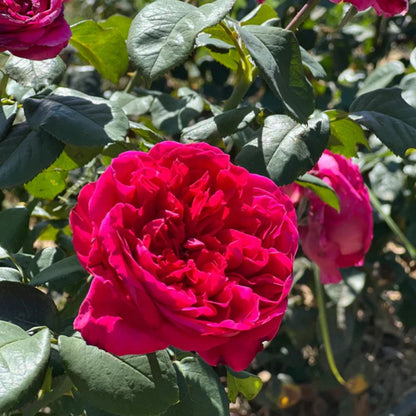 Rouge Royale Rose