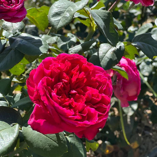 Rouge Royale Rose for Sale | Pixies Gardens