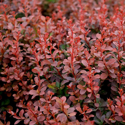 Royal Burgundy Barberry