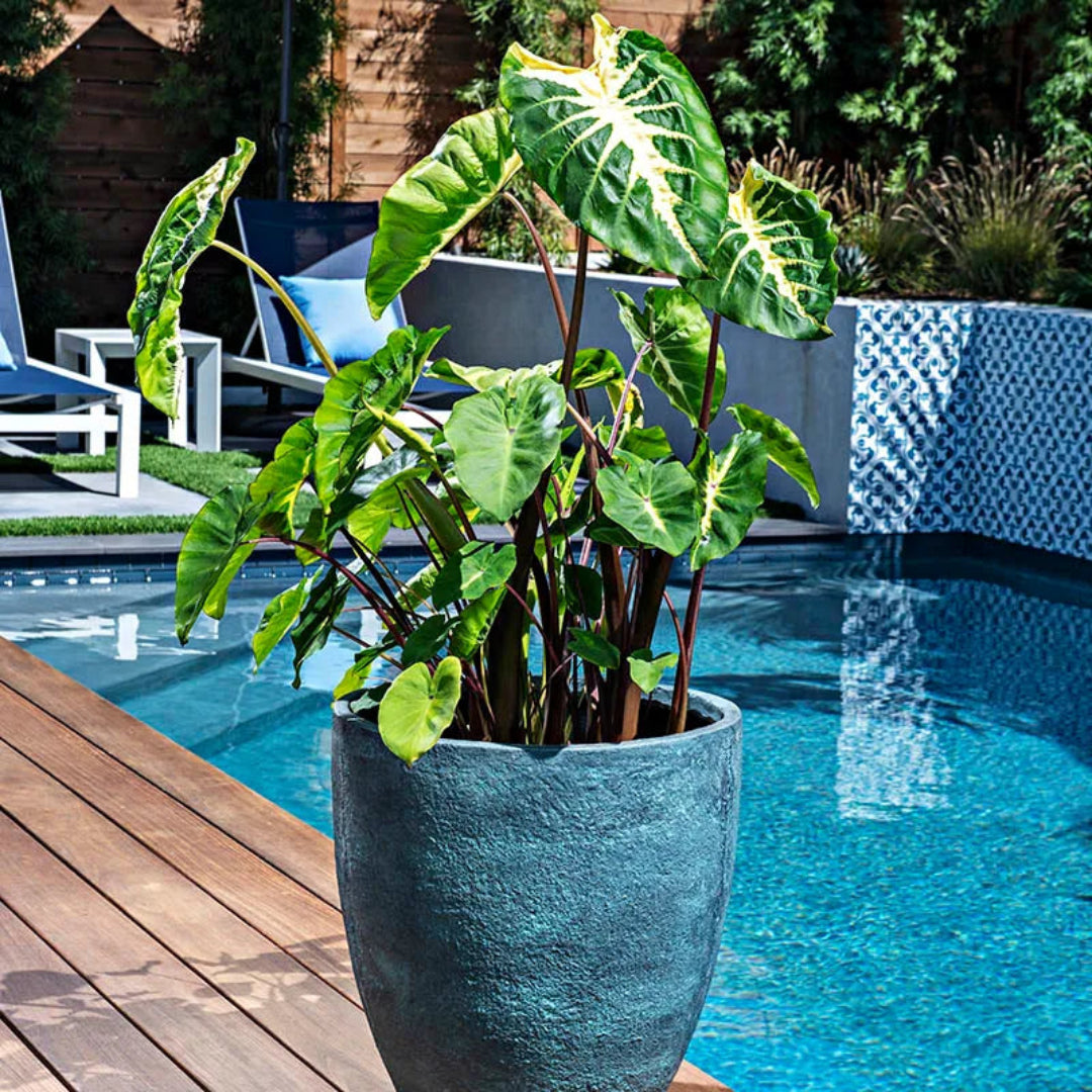 Royal Hawaiian White Lava Elephant Ear