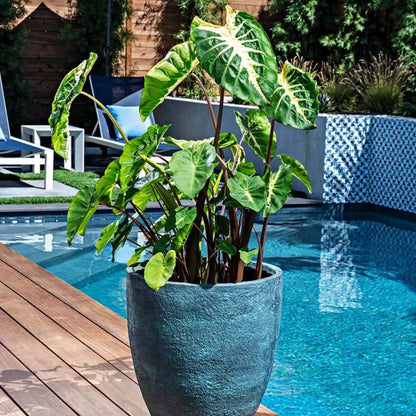Royal Hawaiian White Lava Elephant Ear