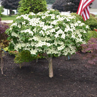 Milky Way Dogwood Tree