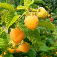 Rubus idaeus Fall Gold raspberry bush with fresh yellow raspberries