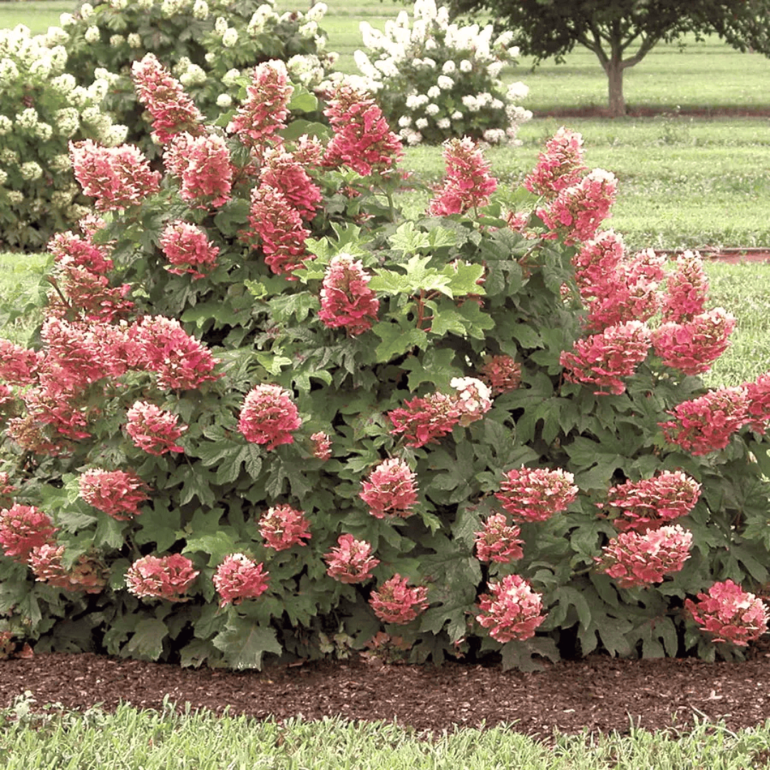 Ruby Slippers Oakleaf Hydrangea