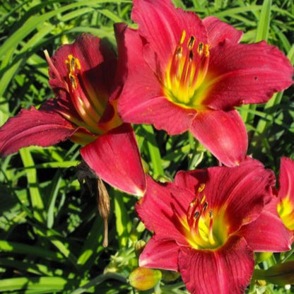 Bright ruby red daylily flowers in garden