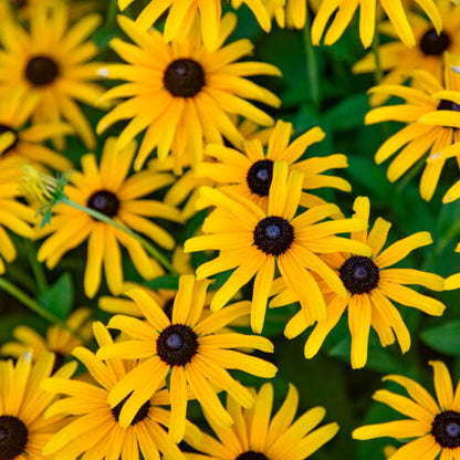 Rudbeckia &