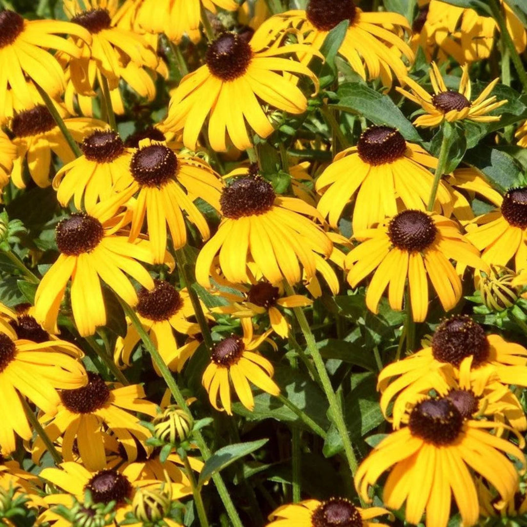 Rudbeckia fulgida &