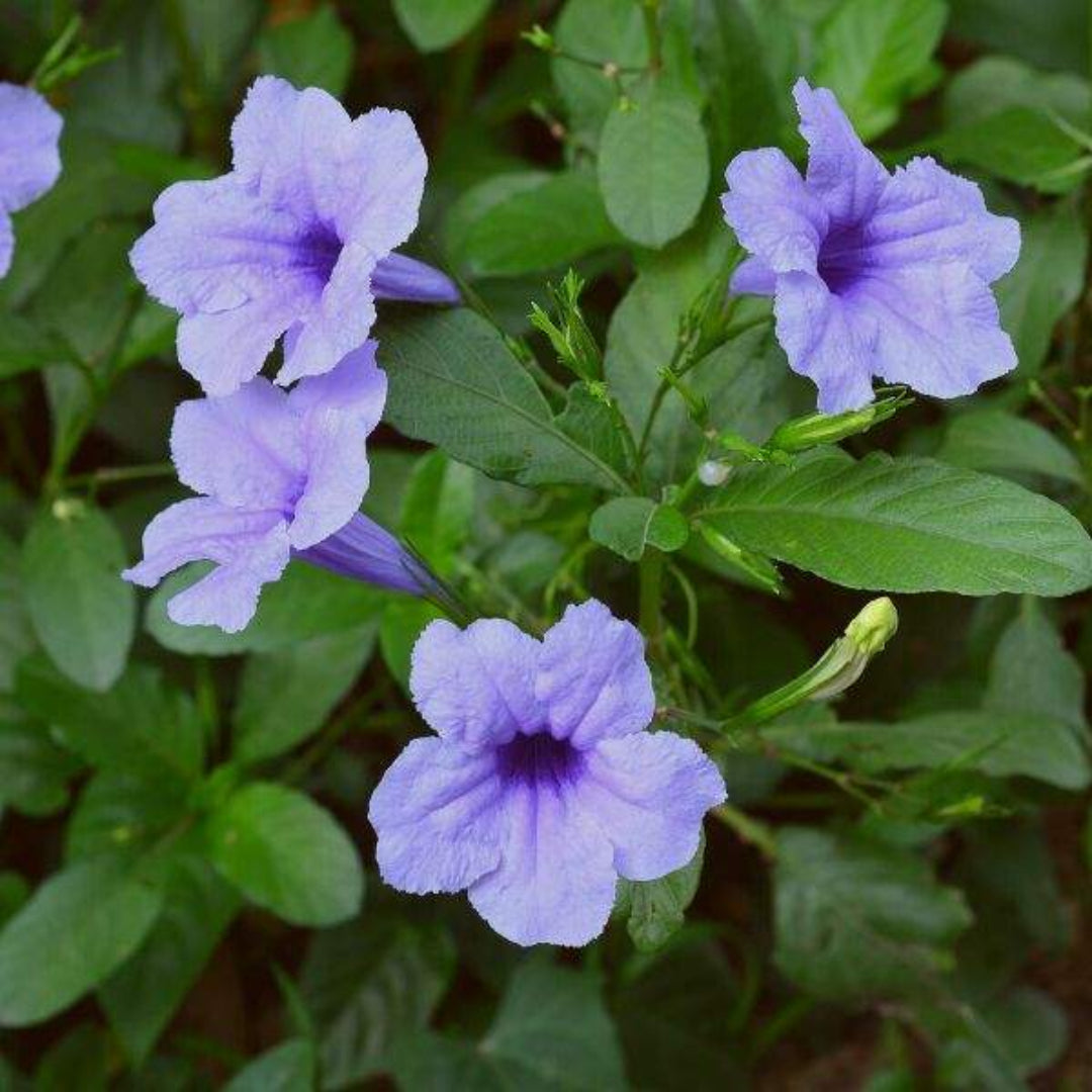 Dwarf Mexican Petunia – Compact Blue