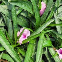 Ruellia brittoniana 'Compacta Pink' - [EG]